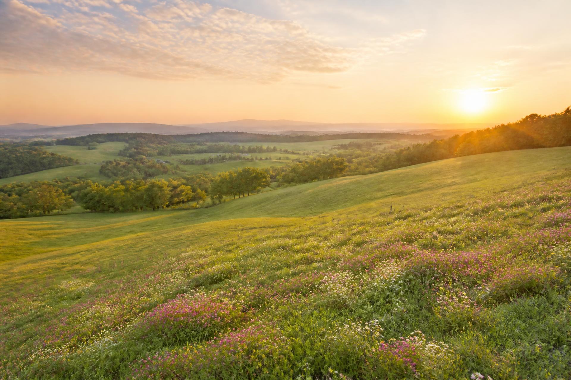 Rolling green meadow with wildflowers at golden hour